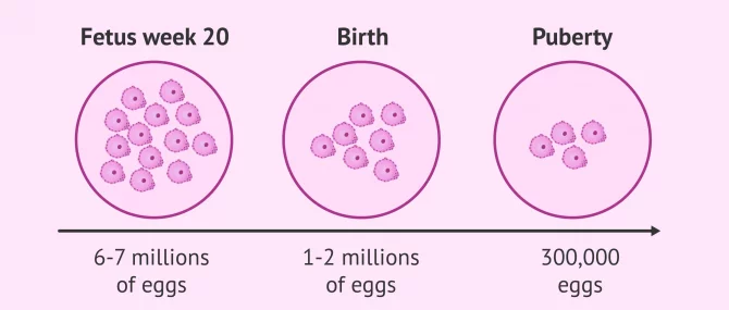Woman exploring ivf options for low egg count (dor) in ahmedabad clinic