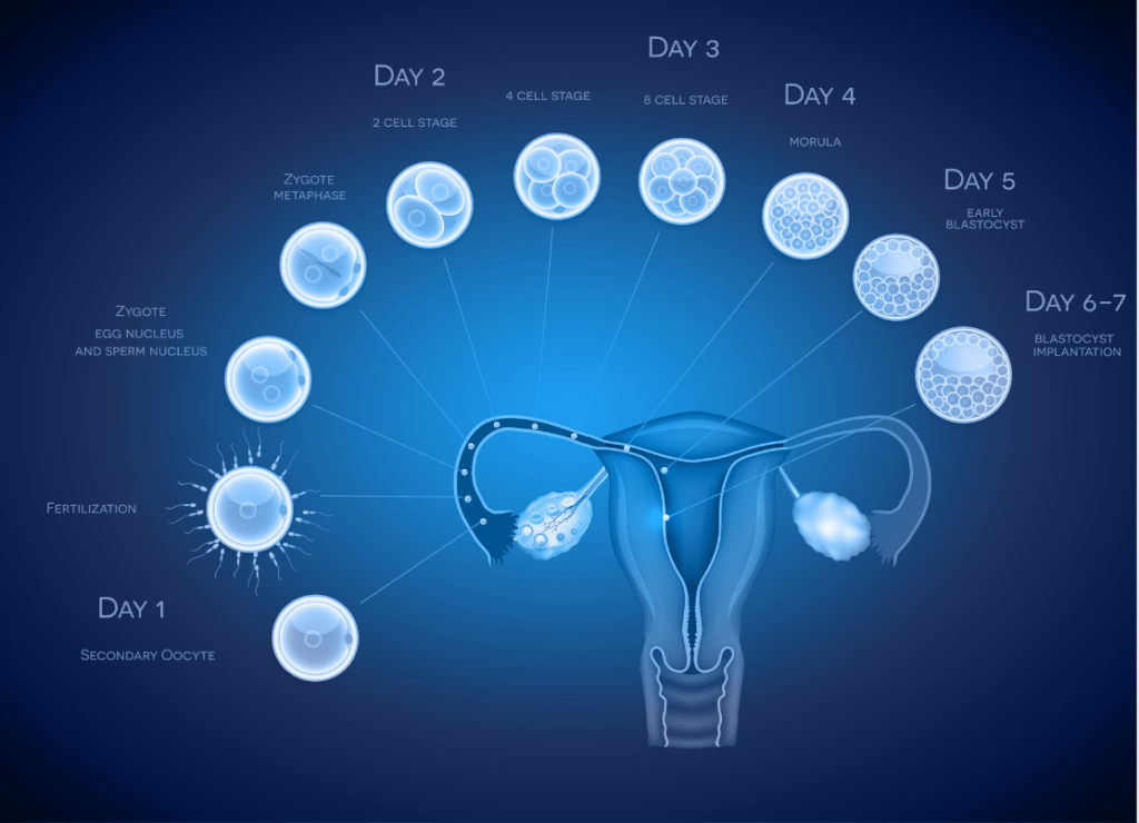Embryo development days 1 7
