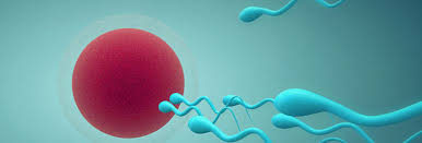 Sperm approaching egg cell during natural fertilization at the best ivf center