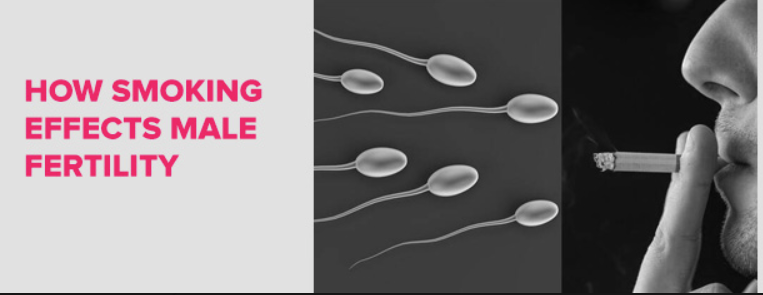 How smoking and alcohol affect male fertility 5 Screenshot 2025 09 08 123234